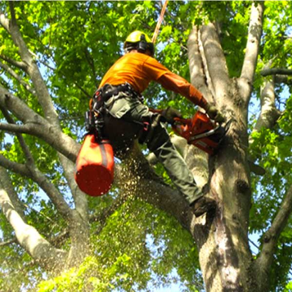 Tree Trimming