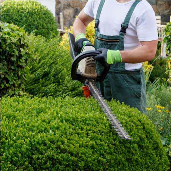 Shrub Trimming